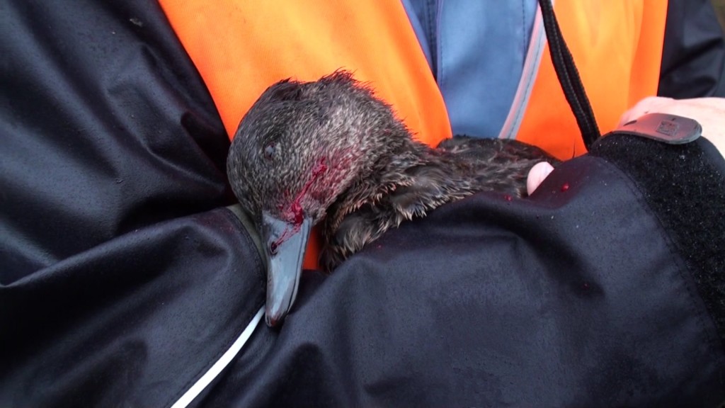 dead duck, ban duck shooting
