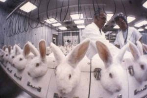 animal_test_rabbits