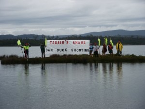 tassie shame