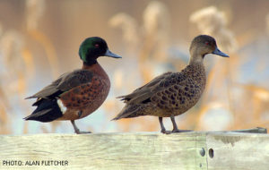 A pair of Chestnut Teal