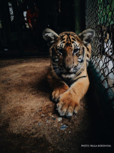 Caged tiger in zoo