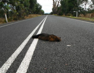 Dead possum on road