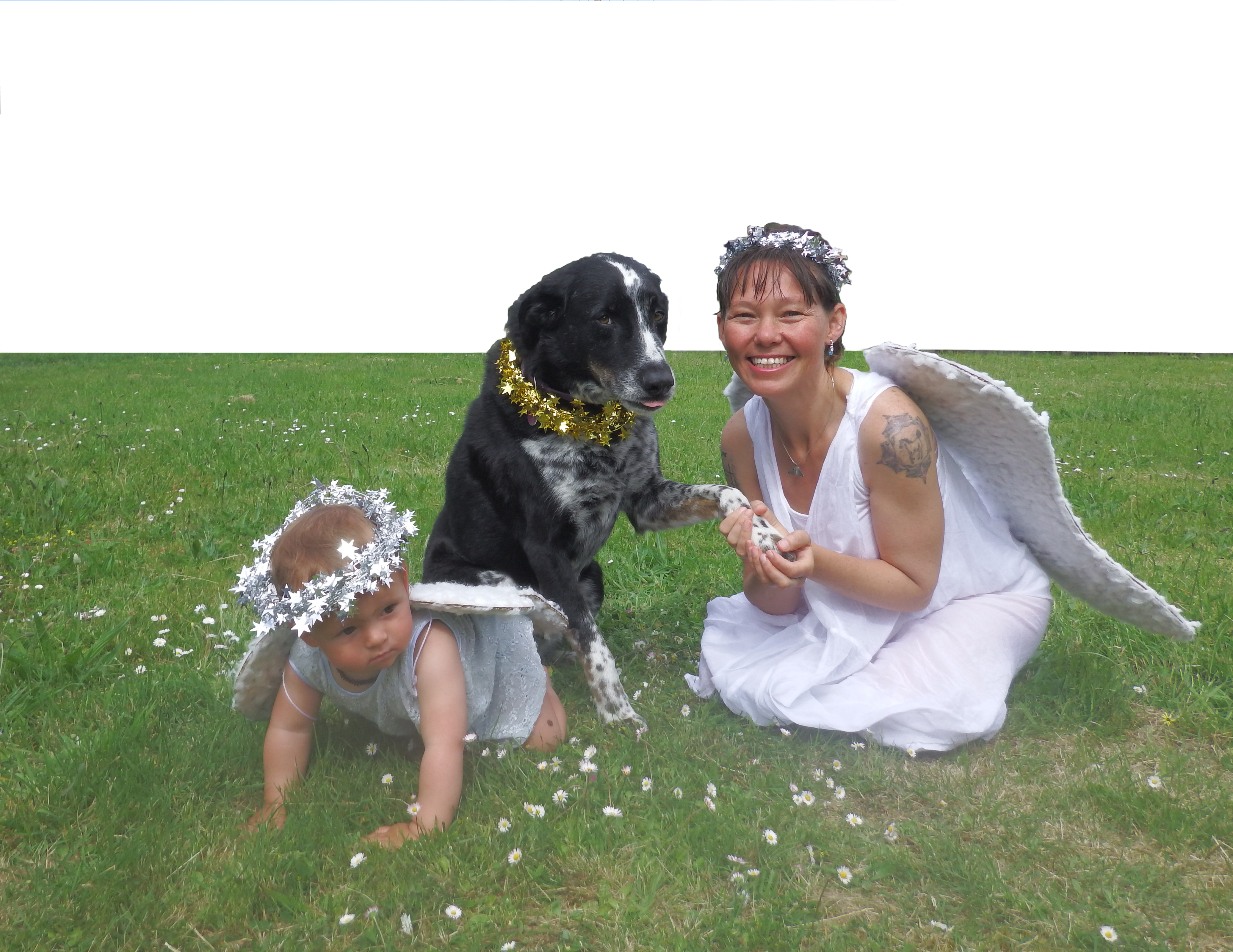 Angel-babe-dog