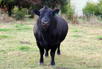 Black Angus bull